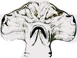 Sphyrna tudes_07.jpg